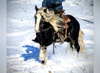 Gypsy Horse, Gelding, 9 years, 14 hh, Gray-Dapple