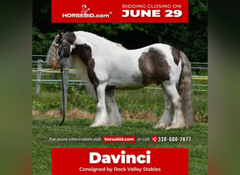 Gypsy Horse, Gelding, 9 years, 14 hh, Pinto