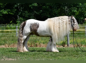 Gypsy Horse, Gelding, 9 years, 14 hh, Pinto