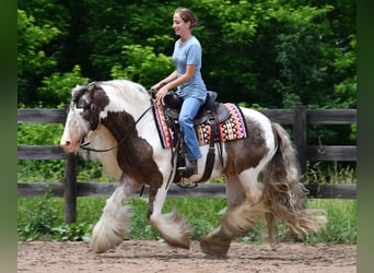 Gypsy Horse, Gelding, 9 years, 14 hh, Pinto