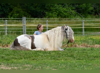 Gypsy Horse, Gelding, 9 years, 14 hh, Pinto
