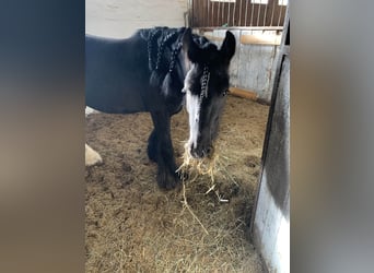 Gypsy Horse, Gelding, 9 years, 14,1 hh, Black
