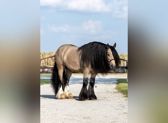 Gypsy Horse, Gelding, 9 years, 14,1 hh, Buckskin