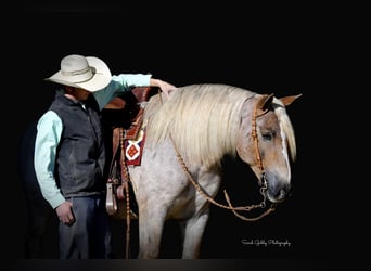 Gypsy Horse Mix, Gelding, 9 years, 14,2 hh, Roan-Red