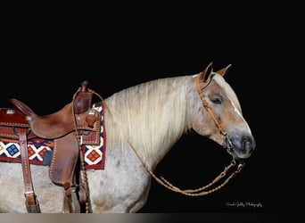 Gypsy Horse Mix, Gelding, 9 years, 14,2 hh, Roan-Red