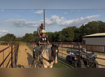 Gypsy Horse Mix, Gelding, 9 years, 14,2 hh