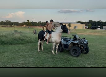 Gypsy Horse Mix, Gelding, 9 years, 14,2 hh