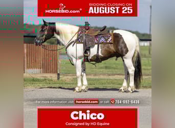 Gypsy Horse Mix, Gelding, 9 years, 14,2 hh