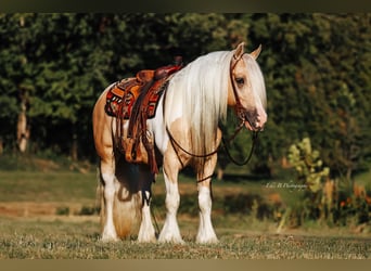 Gypsy Horse, Gelding, 9 years, 14,3 hh, Pinto