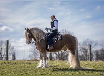 Gypsy Horse, Gelding, 9 years, 15,2 hh