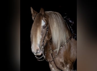 Gypsy Horse, Gelding, 9 years, 15,2 hh