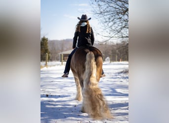 Gypsy Horse, Gelding, 9 years, 15,2 hh