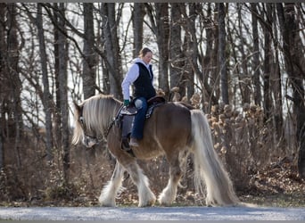 Gypsy Horse, Gelding, 9 years, 15,2 hh