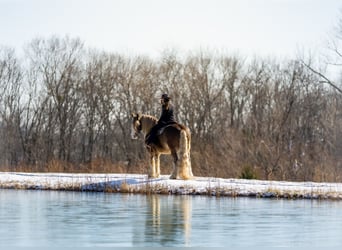 Gypsy Horse, Gelding, 9 years, 15,2 hh