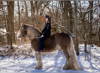 Gypsy Horse, Gelding, 9 years, 15,2 hh