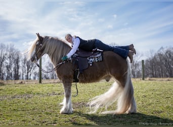 Gypsy Horse, Gelding, 9 years, 15,2 hh