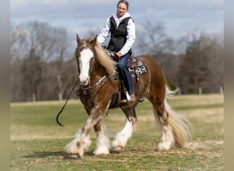 Gypsy Horse, Gelding, 9 years, 15,2 hh