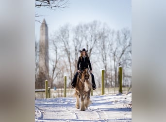 Gypsy Horse, Gelding, 9 years, 15,2 hh