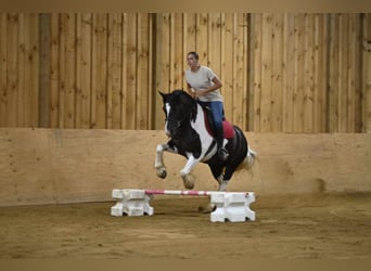 Gypsy Horse, Gelding, 9 years, 15 hh, Tobiano-all-colors
