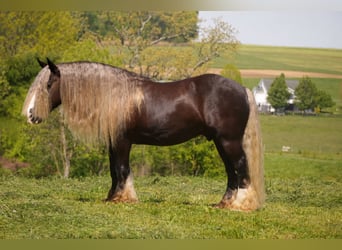 Gypsy Horse, Gelding, 9 years, 15 hh