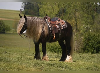 Gypsy Horse, Gelding, 9 years, 15 hh