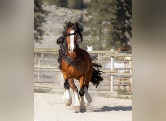 Gypsy Horse, Gelding, 9 years, Bay