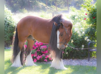 Gypsy Horse, Gelding, 9 years, Bay