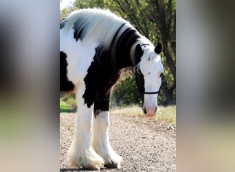 Gypsy Horse, Gelding, 9 years, Black