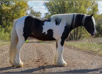 Gypsy Horse, Gelding, 9 years, Black