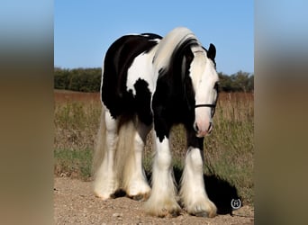 Gypsy Horse, Gelding, 9 years, Black