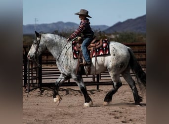 Gypsy Horse, Gelding, 9 years, Palomino