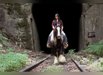 Gypsy Horse, Gelding, 9 years, Pinto
