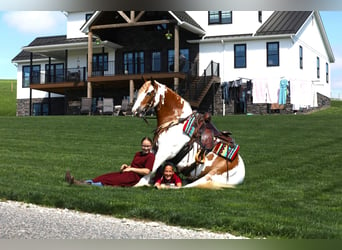 Gypsy Horse Mix, Gelding, 9 years, Tobiano-all-colors