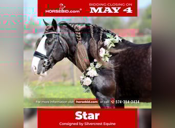 Gypsy Horse, Gelding, 9 years