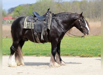 Gypsy Horse, Gelding, 9 years