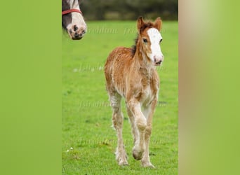 Gypsy Horse, Gelding, Foal (01/2026), 15 hh
