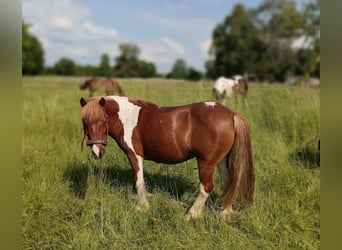 Gypsy Horse Mix, Mare, 10 years, 11,2 hh, Pinto