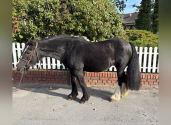 Gypsy Horse, Mare, 10 years, 12.2 hh, Black