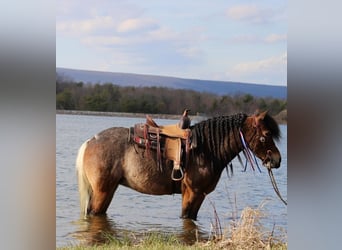 Gypsy Horse Mix, Mare, 10 years, 12 hh