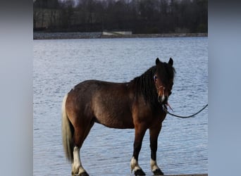 Gypsy Horse Mix, Mare, 10 years, 12 hh