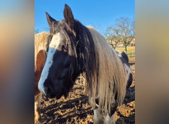 Gypsy Horse, Mare, 10 years, 12,2 hh, Pinto