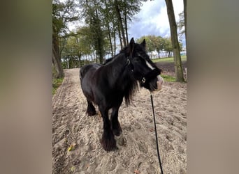 Gypsy Horse, Mare, 10 years, 13.1 hh, Black