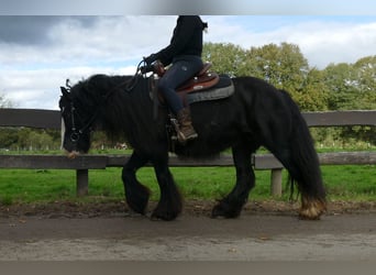 Gypsy Horse, Mare, 10 years, 13.1 hh, Black