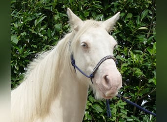 Gypsy Horse, Mare, 10 years, 13,1 hh, Palomino