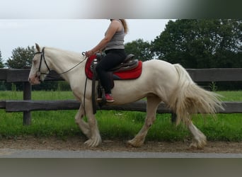 Gypsy Horse, Mare, 10 years, 13,1 hh, Palomino