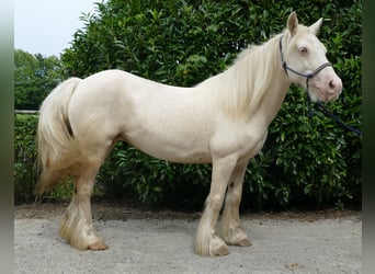 Gypsy Horse, Mare, 10 years, 13,1 hh, Palomino