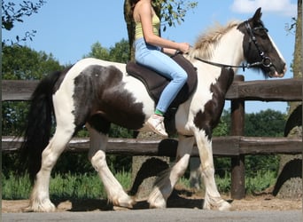 Gypsy Horse, Mare, 10 years, 13.1 hh, Pinto