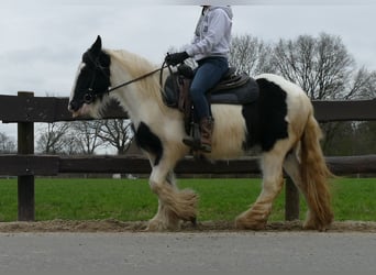 Gypsy Horse, Mare, 10 years, 13.2 hh, Pinto