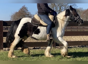 Gypsy Horse, Mare, 10 years, 13.2 hh, Pinto