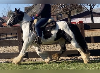 Gypsy Horse, Mare, 10 years, 13.2 hh, Pinto